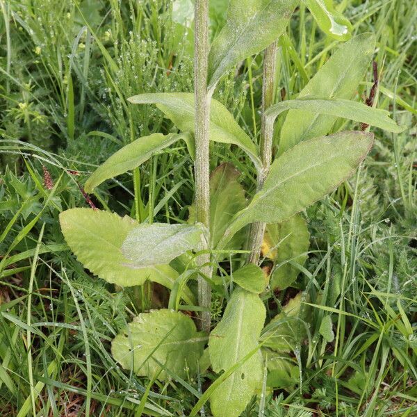 Tephroseris longifolia Folha