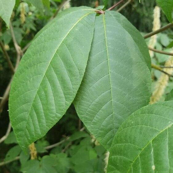 Aesculus parviflora Leaf