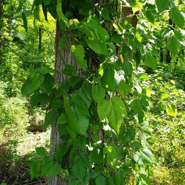 Toxicodendron radicans Yaprak