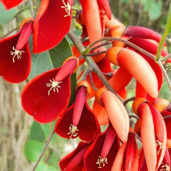 Erythrina crista-galli Kwiat
