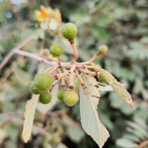 Grewia velutina Frukt