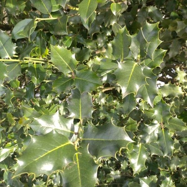 Ilex aquifolium Leaf