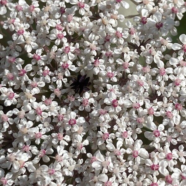 Daucus carota Blomma