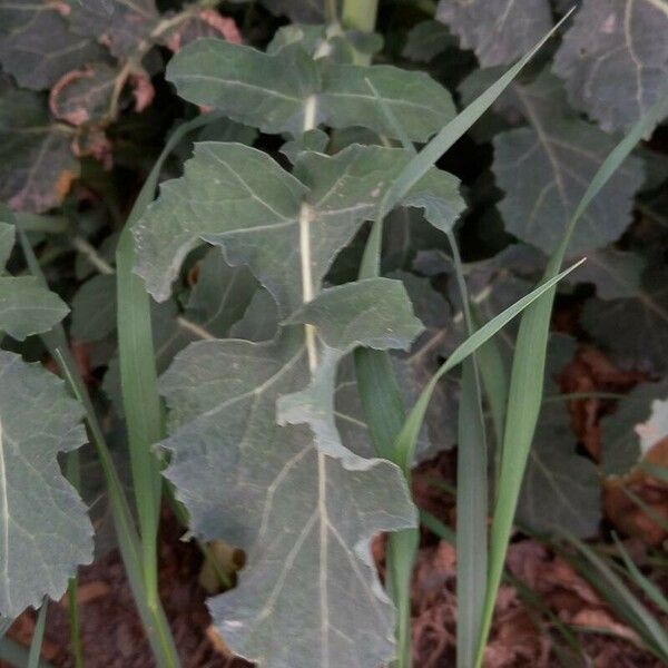Brassica napus ഇല