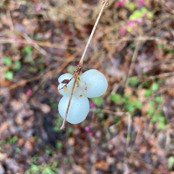 Symphoricarpos albus ഇല