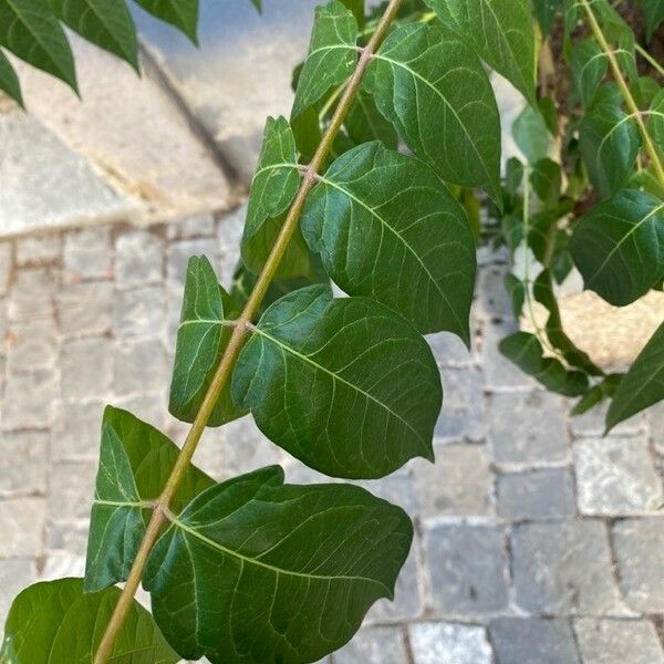 Ailanthus altissima पत्ता