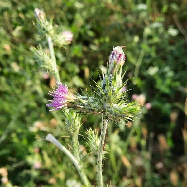 Carduus pycnocephalus Blüte