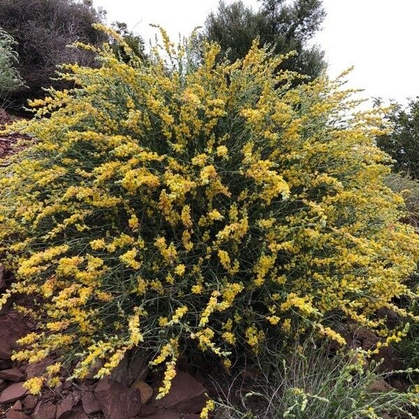 Anthyllis cytisoides 花