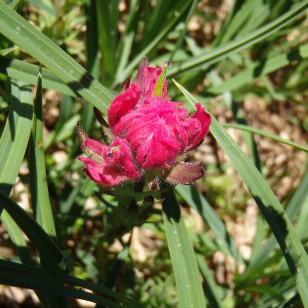 Castilleja parviflora 花