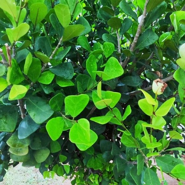 Ficus natalensis Other