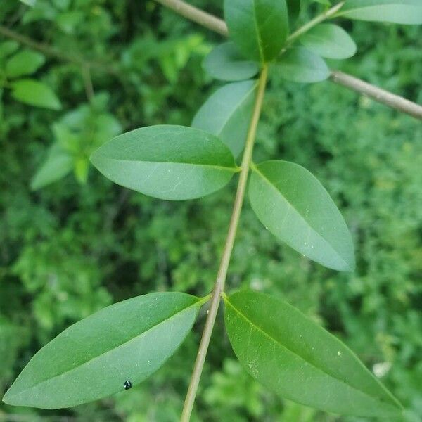 Ligustrum vulgare Leaf