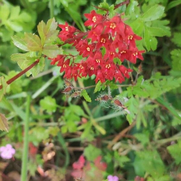 Heuchera sanguinea Flor