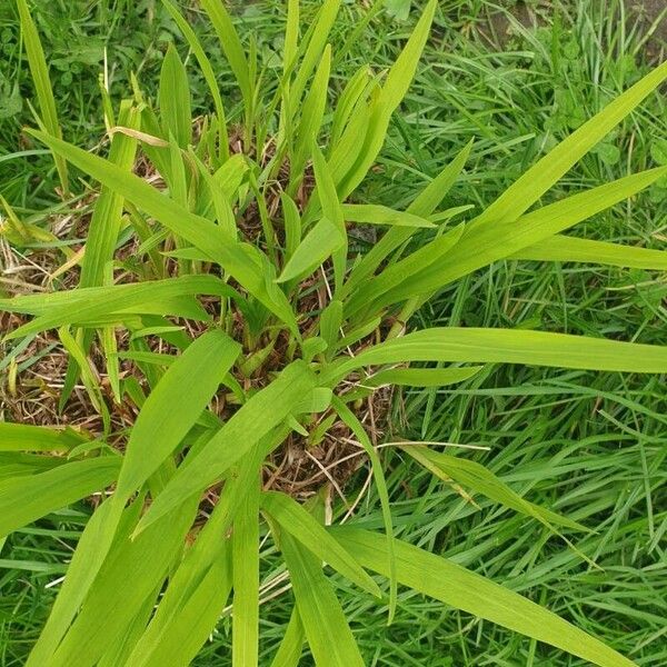 Crocosmia × crocosmiiflora পাতা