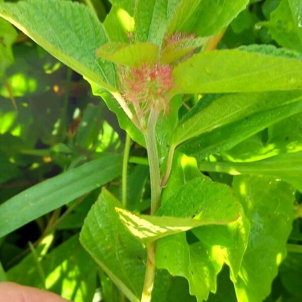 Acalypha alopecuroidea Цветок