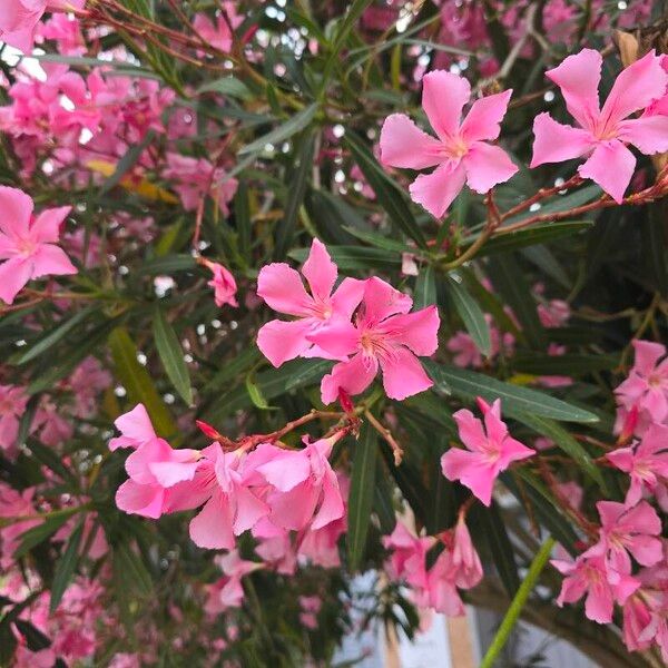 Nerium oleander Kwiat