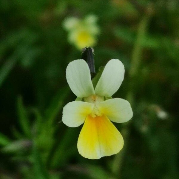 Viola arvensis പുഷ്പം