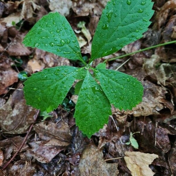 Panax quinquefolius Habitus