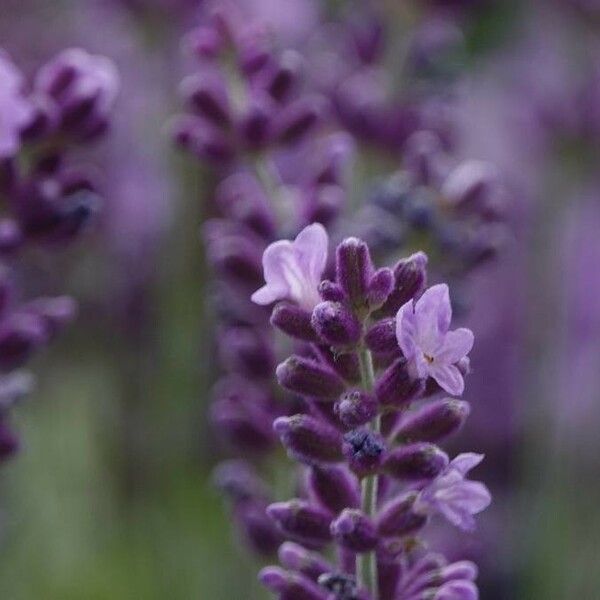 Lavandula angustifolia Blüte