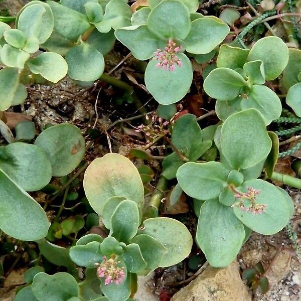 Crassula multicava Leaf