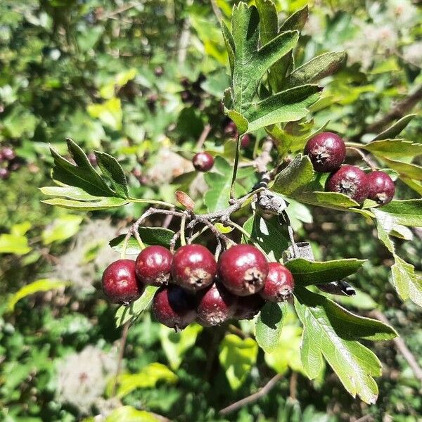 Crataegus pentagyna (Small-flowered black hawthorn)