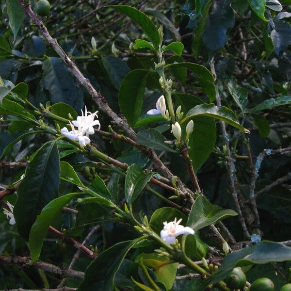 Coffea arabica Blomst