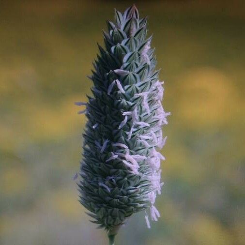 Phalaris minor Lorea