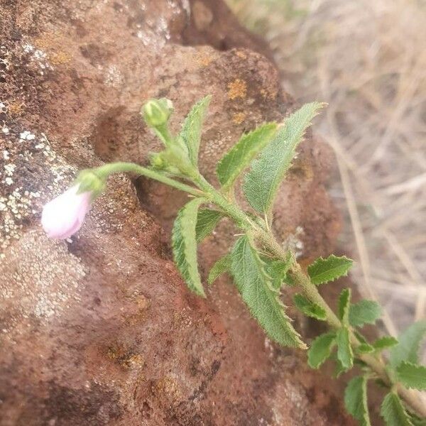 Hibiscus micranthus Liść