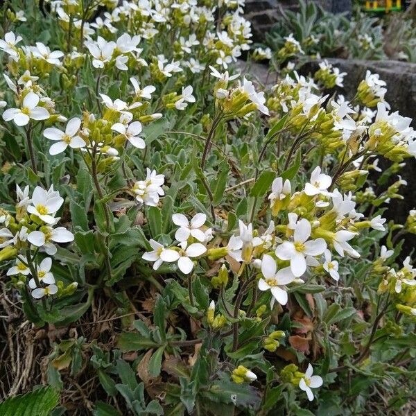 Arabis alpina 整株植物