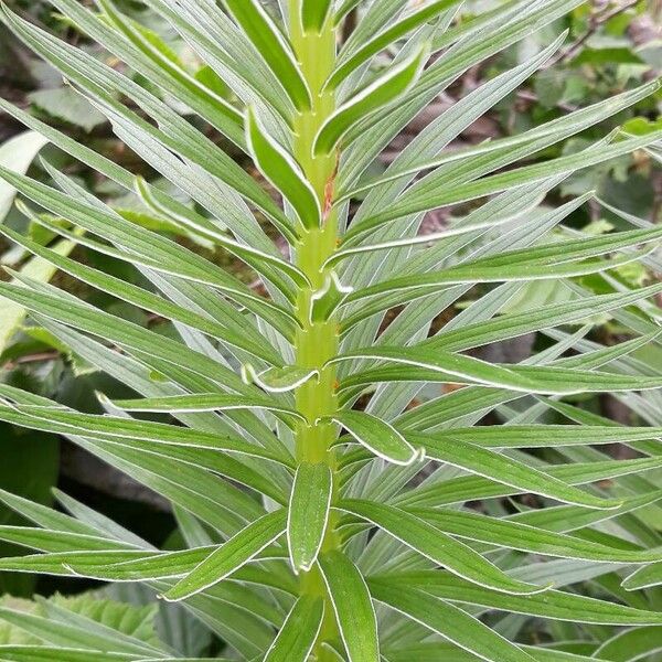 Lilium pyrenaicum Bark