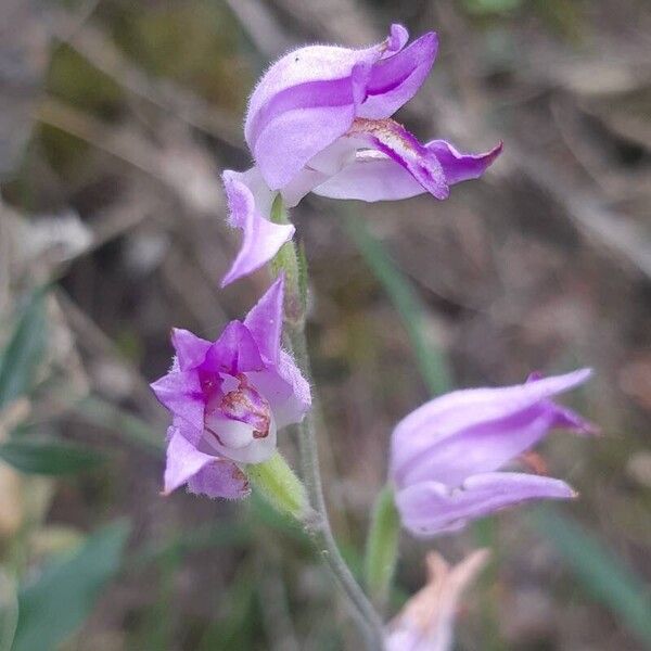 Cephalanthera rubra Квітка