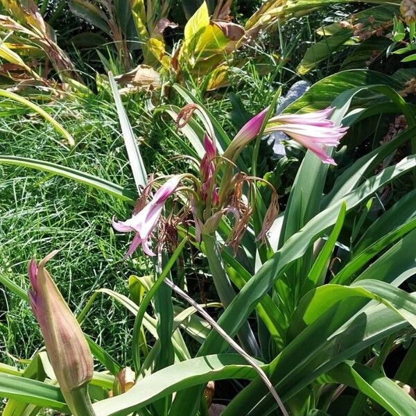 Crinum bulbispermum Цветок