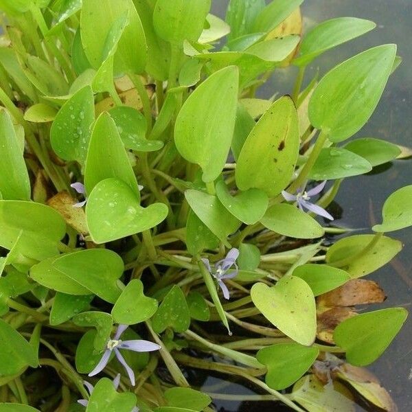 Heteranthera limosa Облик