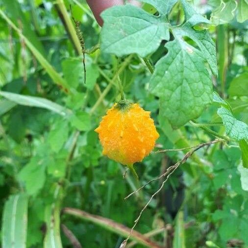 Momordica balsamina Fruit