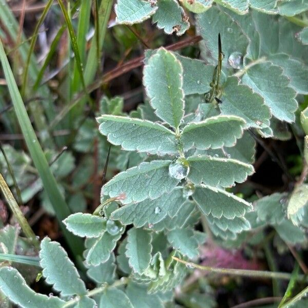 Acaena magellanica Yaprak