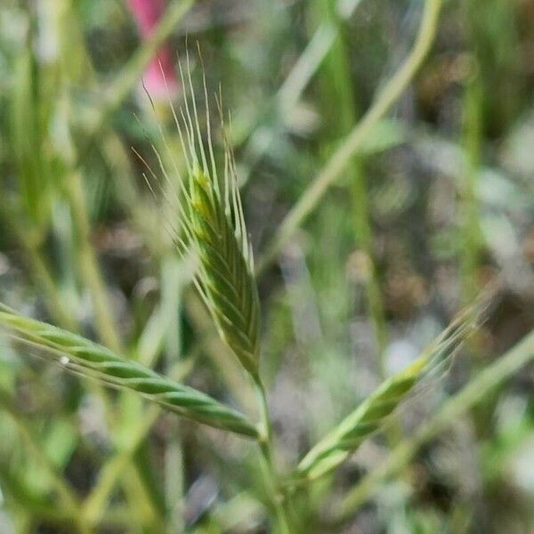 Brachypodium distachyon Blomst