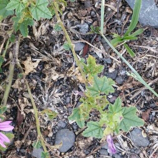 Malva parviflora Folha