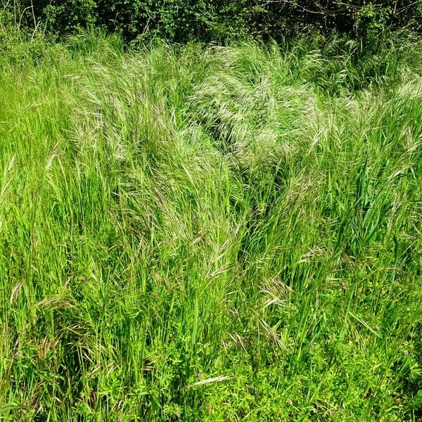 Bromus diandrus Elinympäristö