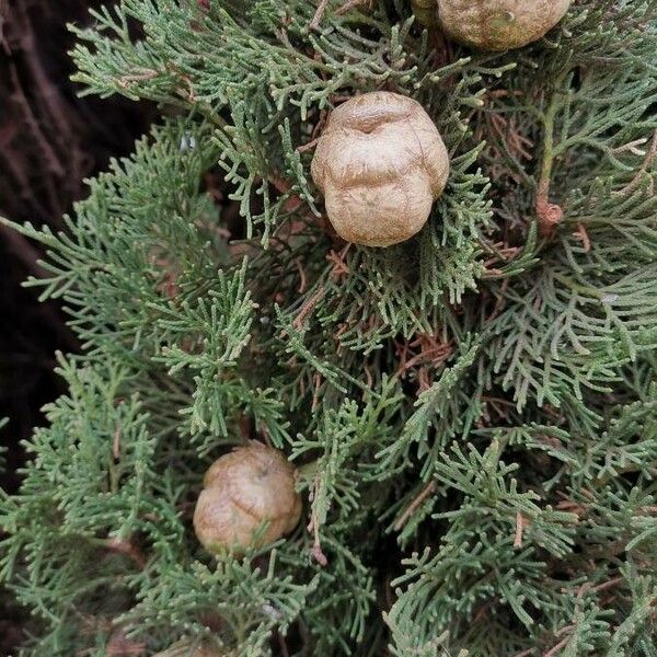 Cupressus sempervirens Fruit