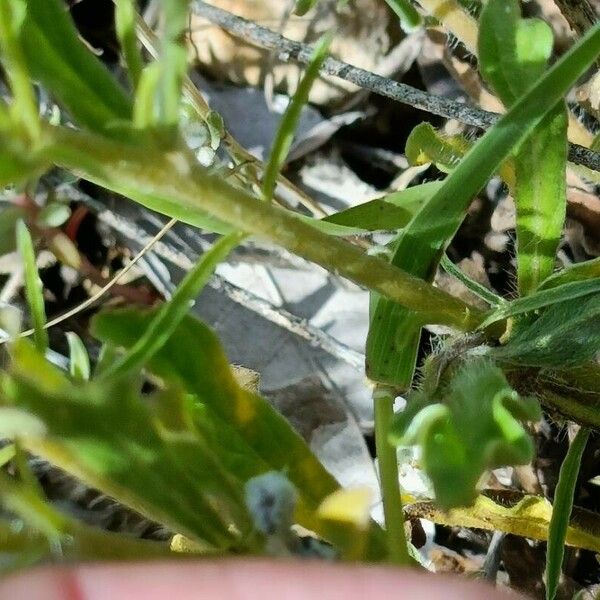 Brachypodium distachyon Blad