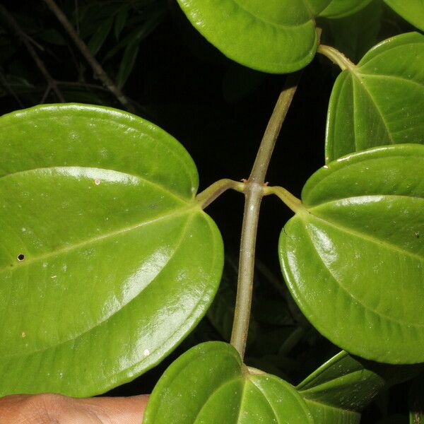 Adelobotrys adscendens Leaf