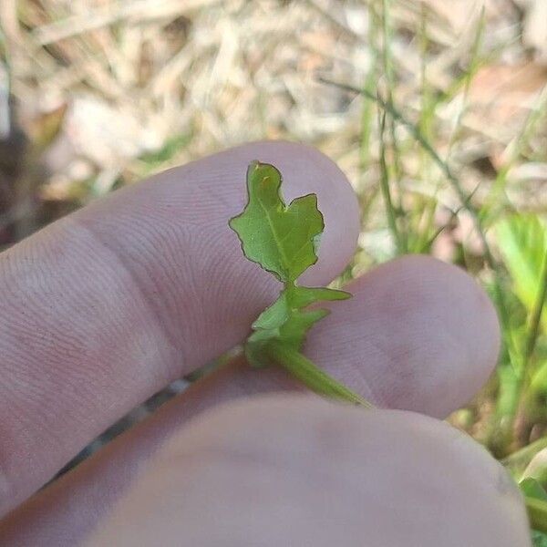 Barbarea orthoceras Leaf