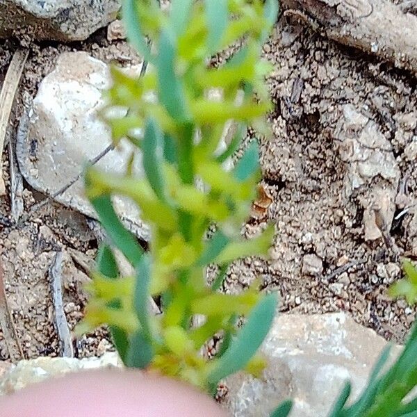 Thymelaea pubescens Flower