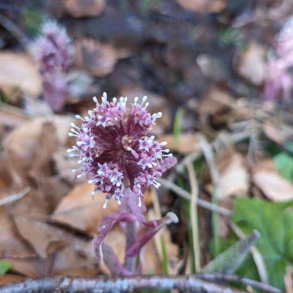 Petasites hybridus Цветок