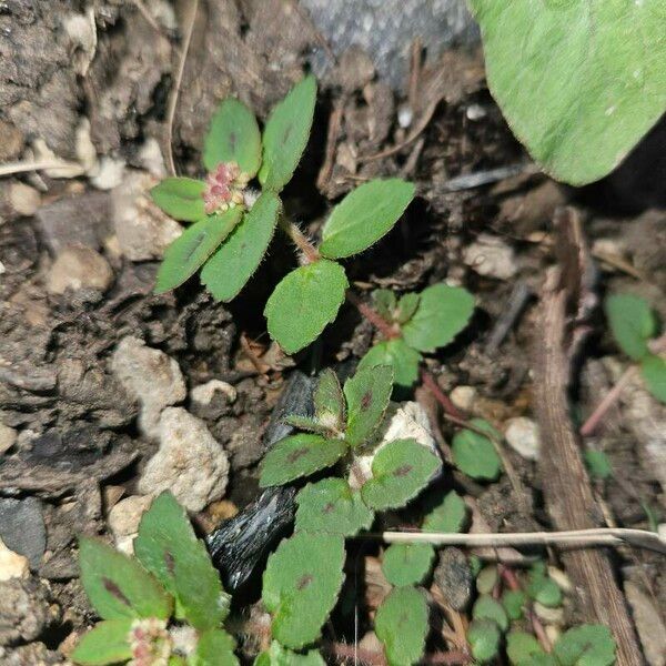 Euphorbia hirta Fuelha