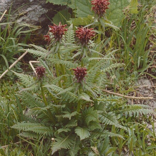 Pedicularis recutita موطن