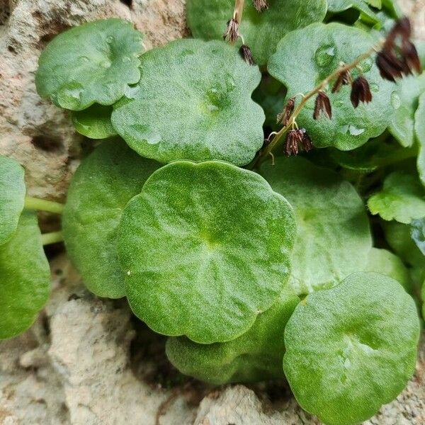 Umbilicus rupestris 葉