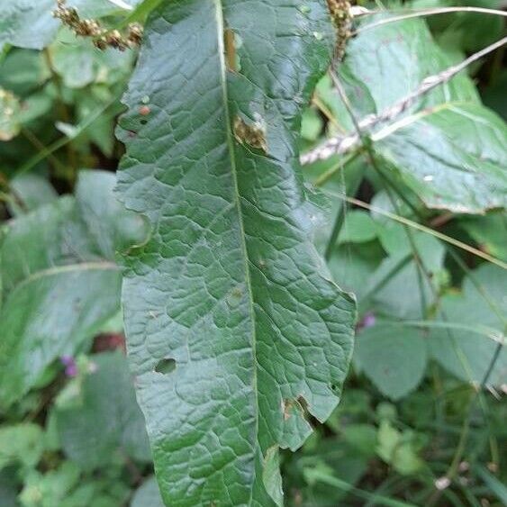 Rumex sanguineus Foglia