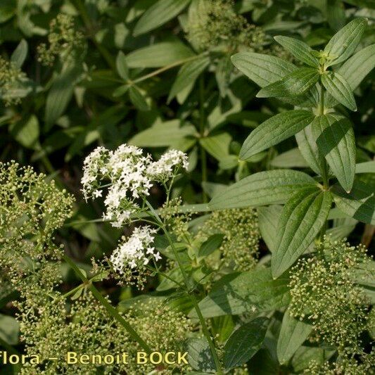 Galium rubioides Egyéb