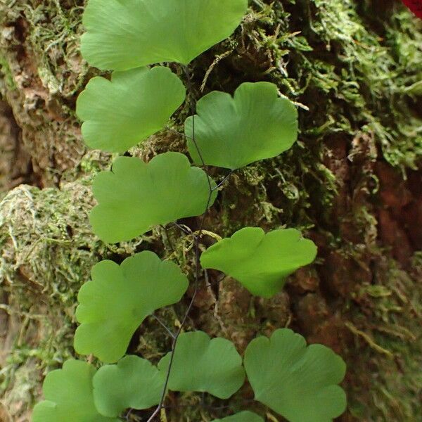 Adiantum poiretii Leaf