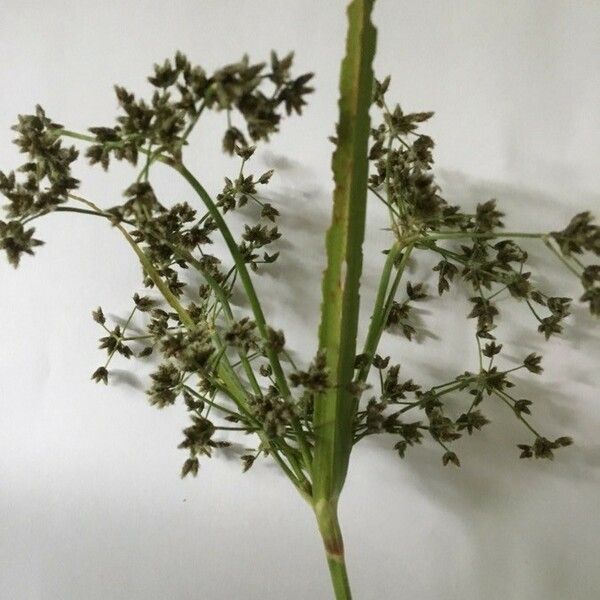 Scirpus expansus Floro